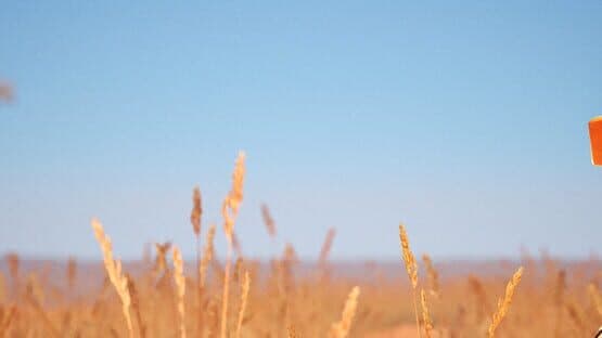 For the Wheat artwork 1