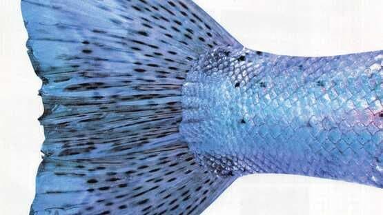 Reel Fishing II artwork 3