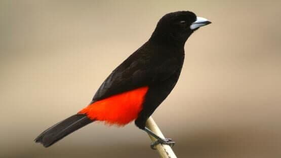 Quiz & Learn: Animals artwork 1