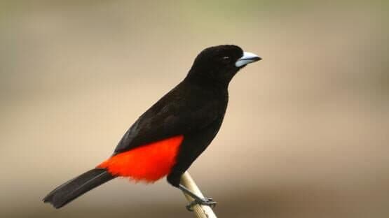 Quiz & Learn: Animals artwork 2