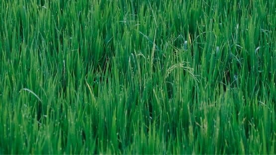 Grass Toucher artwork 1