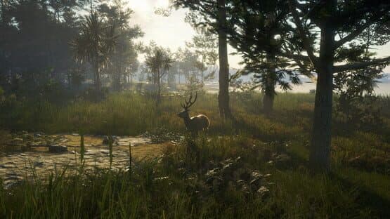 TheHunter: Call of the Wild - Te Awaroa National Park screenshot 9