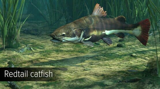 Ultimate Fishing Simulator: Amazon River DLC screenshot 3