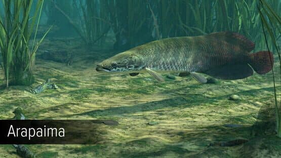 Ultimate Fishing Simulator: Amazon River DLC screenshot 4