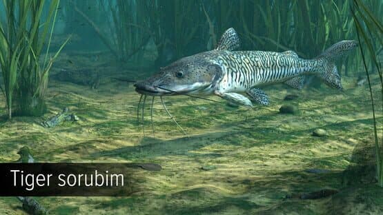 Ultimate Fishing Simulator: Amazon River DLC screenshot 11