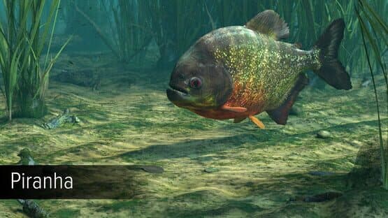 Ultimate Fishing Simulator: Amazon River DLC screenshot 12
