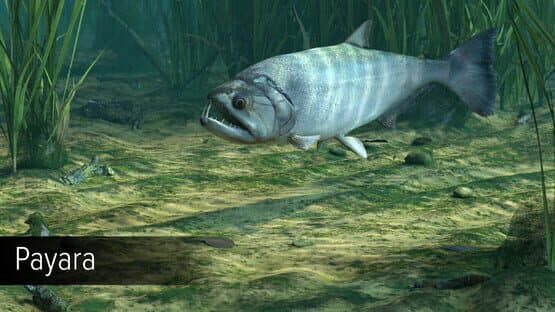 Ultimate Fishing Simulator: Amazon River DLC screenshot 16