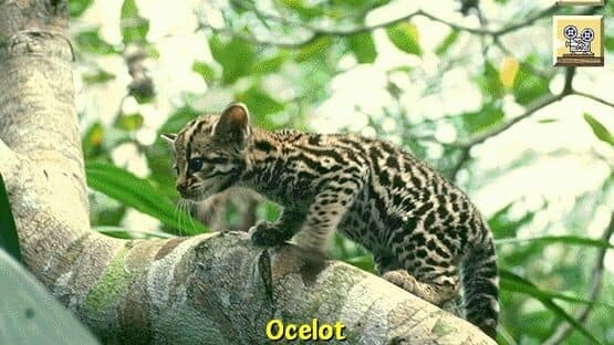 Discovering Endangered Wildlife screenshot 4