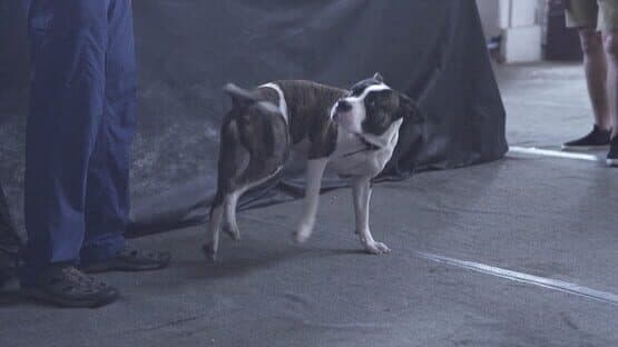 Super Seducer 3 screenshot 4